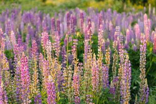 Lupinus  commonly known as lupin or lupine