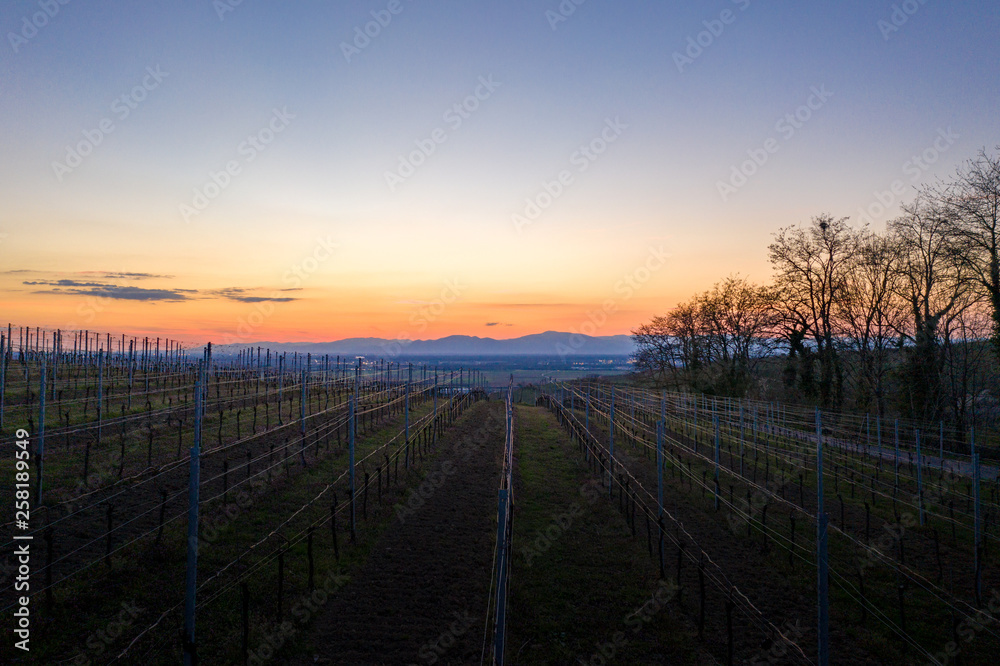 Abendsonne über den Vogesen, Blick über Weinberge hinweg ins Rheintal