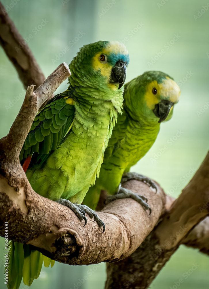 Obraz premium Two Parrots Perched on a Branch
