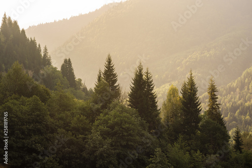 Natural landscape with view of coniferous forest in mountains, lit by sun. Green mountains of Georgia. Tourism and travel.