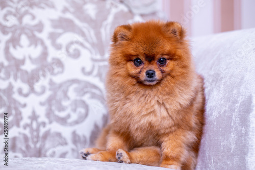 Pomeranian sitting on the couch