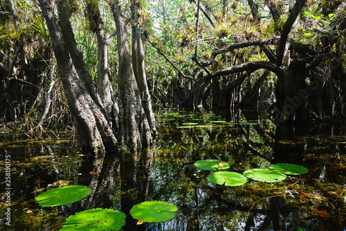 Bosque inundado El Corchal, Solferino, Quintana Roo, México © anecaroline