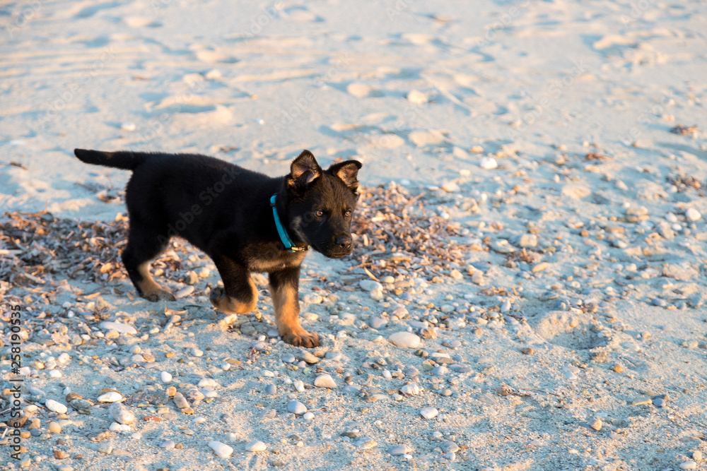 German shepherd puppy at the beach. Soft focus German shepherd puppy at the beach. Soft focus