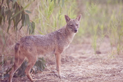 Jackals in the woods