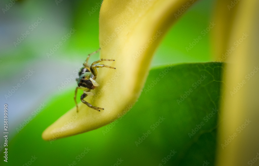 Jump spider on Ylang-ylang flower blooming Jump spider on Ylang-ylang flower blooming