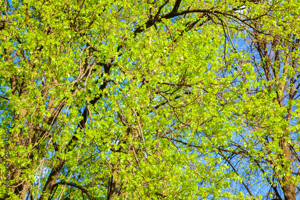 Fototapeta premium Blossoming tree branches in sunny weather day in park.