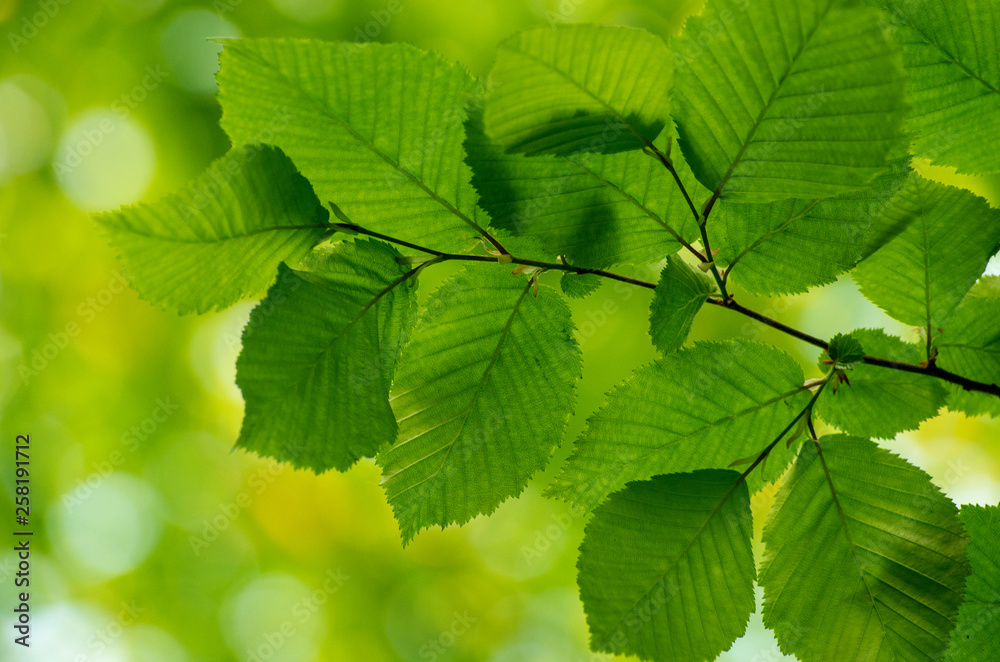 green leaves on the green backgrounds green leaves on the green backgrounds