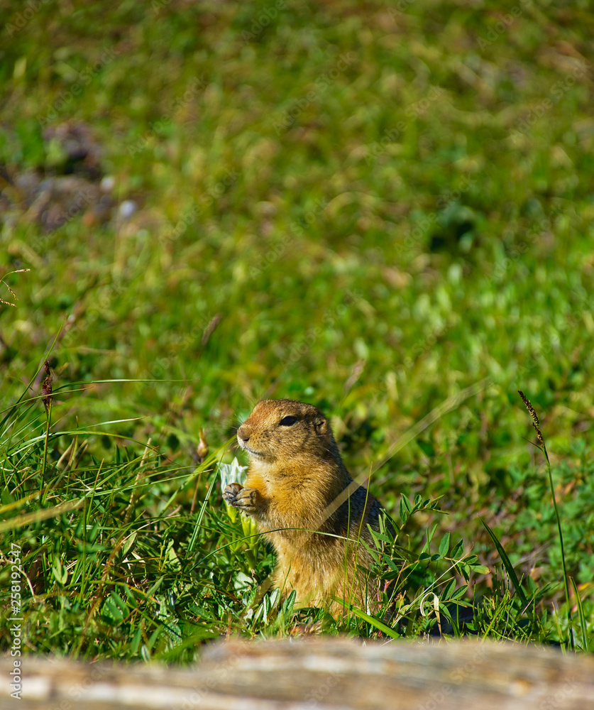 With its huge mountains and surrounded by a wonderful biodiversity lies the Denali National Park and Preserve. Animal: Arctic ground squirrel. Landscape, fine art. Parks Hwy, Alaska EUA: July 28, 2018 With its huge mountains and surrounded by a wonderful biodiversity lies the Denali National Park and Preserve. Animal: Arctic ground squirrel. Landscape, fine art. Parks Hwy, Alaska EUA: July 28, 2018