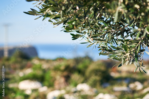 Close-up of green leaves and sea on a blurred background