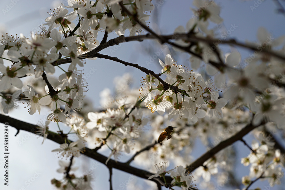 Frühlingszeit Frühlingszeit