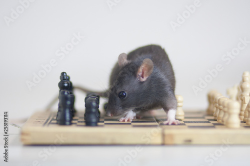 mouse, rat cute gray and chess pieces. business