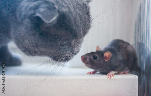 the mouse, the rat is cute and the cat. getting to know