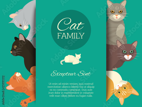 Cats family show banner grooming or veterinary feline flyer vector illustration. Cute kitten pet poster. Funny animal studio. Lovely friendship advertisement pussy cat character.