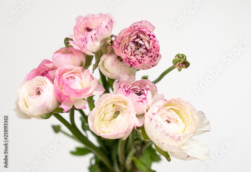 Pink and White Ranunculus flower Backgrounds