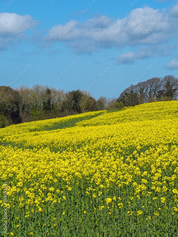 Vibrant yellow flower crop on farmland with blue sky and clouds in the Devon countryside Vibrant yellow flower crop on farmland with blue sky and clouds in the Devon countryside