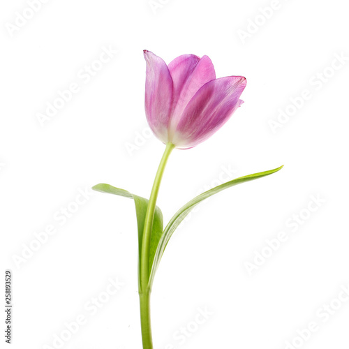 lilac tulip flower head isolated on white
