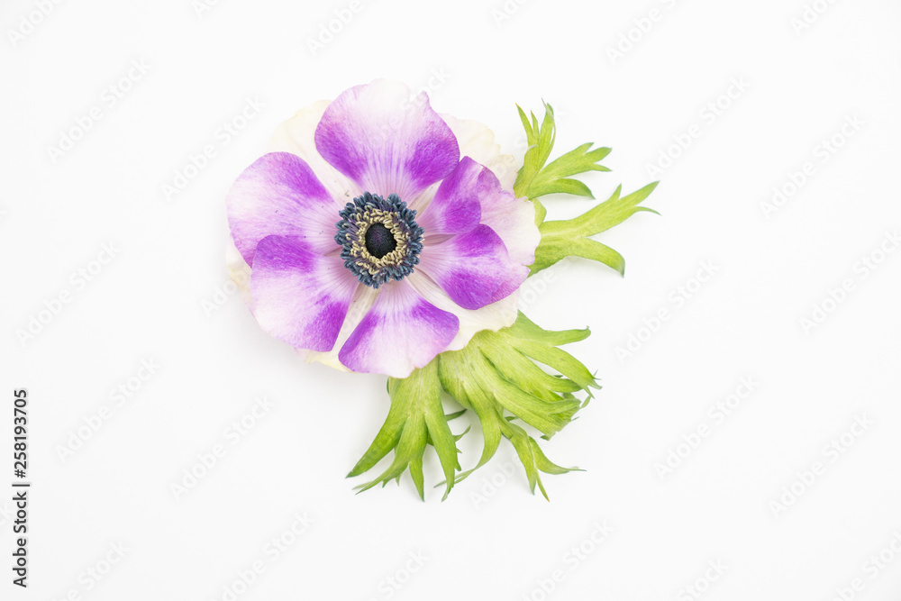 Purple Anemone Flower on white background floral flat lay