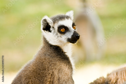 Lemurs of Madagascar, Ring-Tailed Lemurs © yeshaya