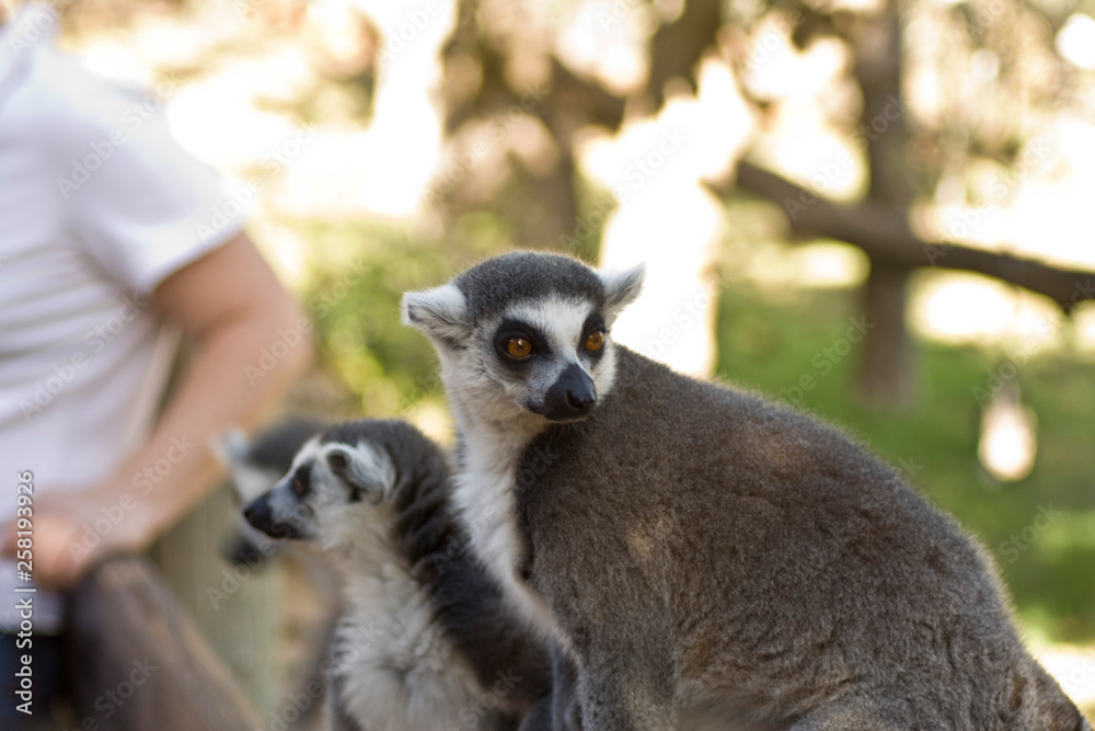 Obraz premium Lemurs of Madagascar, Ring-Tailed Lemurs