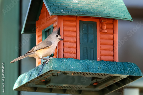 Black-crested Titmouse (Baeolophus atricristatus) on Bird Feeder photo