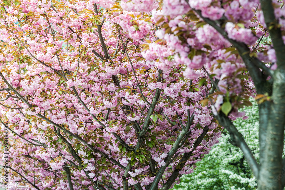 cherry blossom is a flower of several trees of genus Prunus, particularly the Japanese cherry, Prunus serrulata, which is called sakura after the Japanese cherry blossom is a flower of several trees of genus Prunus, particularly the Japanese cherry, Prunus serrulata, which is called sakura after the Japanese