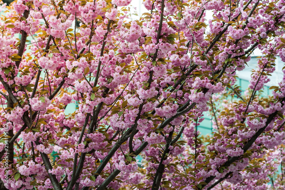 cherry blossom is a flower of several trees of genus Prunus, particularly the Japanese cherry, Prunus serrulata, which is called sakura after the Japanese cherry blossom is a flower of several trees of genus Prunus, particularly the Japanese cherry, Prunus serrulata, which is called sakura after the Japanese