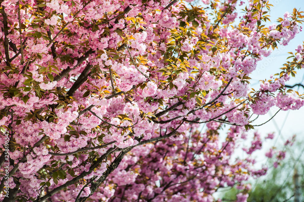 cherry blossom is a flower of several trees of genus Prunus, particularly the Japanese cherry, Prunus serrulata, which is called sakura after the Japanese cherry blossom is a flower of several trees of genus Prunus, particularly the Japanese cherry, Prunus serrulata, which is called sakura after the Japanese