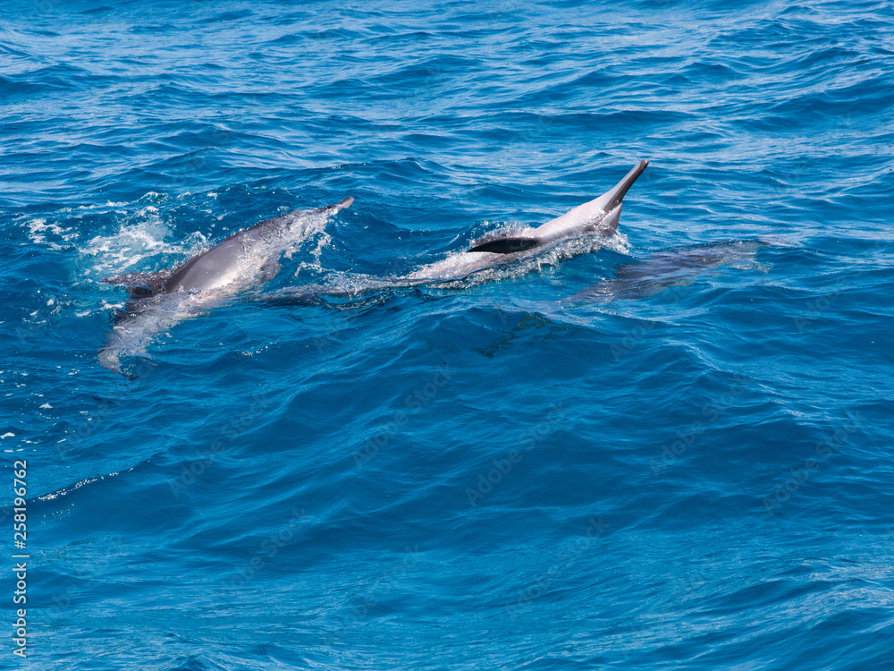 Kauai, Hawaii - Hawaiian spinner dolphin upside down at surface