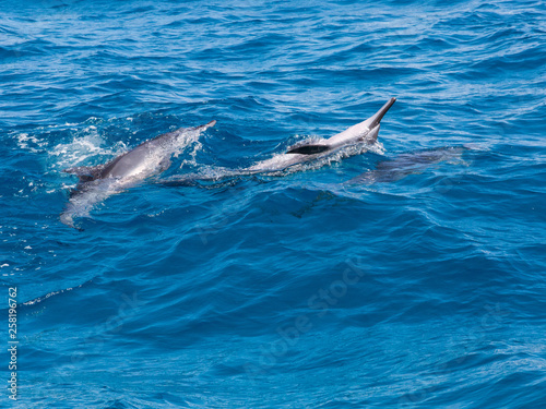 Kauai, Hawaii - Hawaiian spinner dolphin upside down at surface