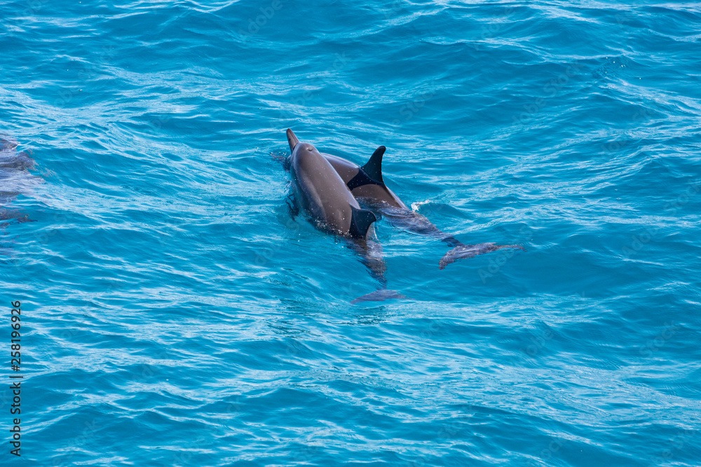 Fototapeta premium Kauai, Hawaii - Two Hawaiian Spinner Dolphins taking a breath and swimming away