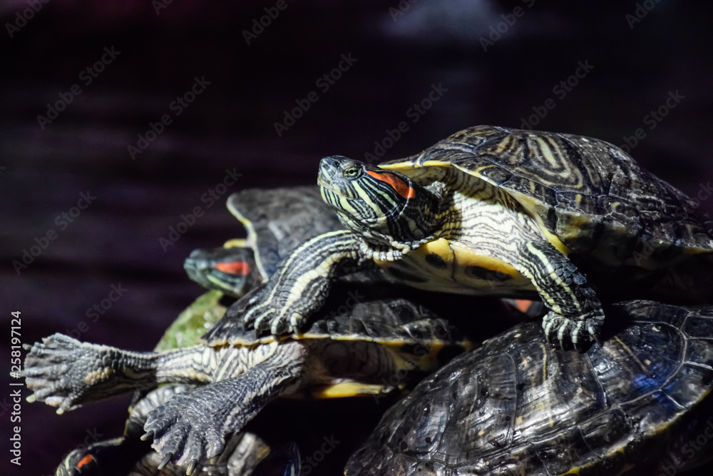 colony of turtles on stone, reptile turtles colony of turtles on stone, reptile turtles