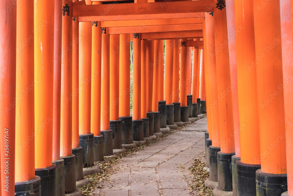 Close-Up of Torii Gates on the Inari mountain in the forest. Fushimi Inari Taisha, Kyoto, Japan Close-Up of Torii Gates on the Inari mountain in the forest. Fushimi Inari Taisha, Kyoto, Japan