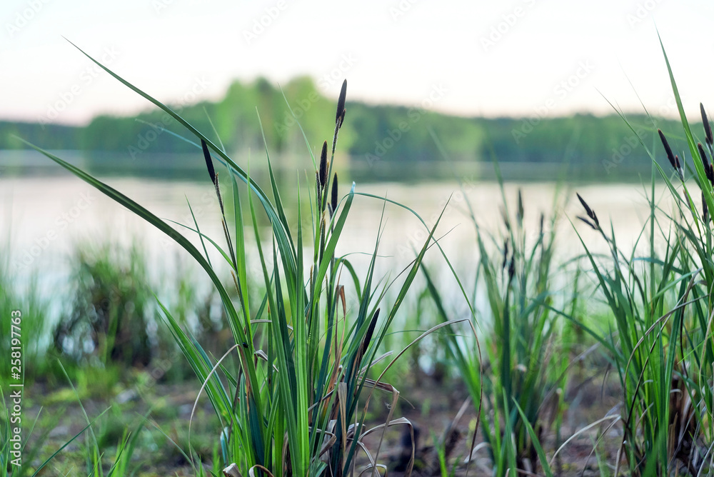 Obraz premium Picture of some beautiful green cattails along the shore of pretty blue lake