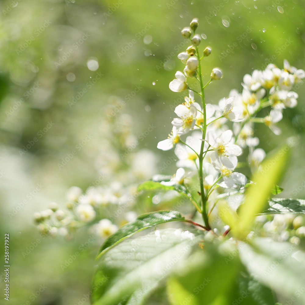 Delicate bird cherry tree flower, shallow depth of field, beautiful blurred bokeh background burd cherry tree flower