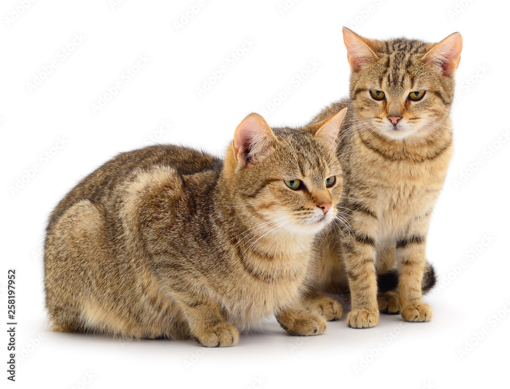 Obraz premium Brown house cat.