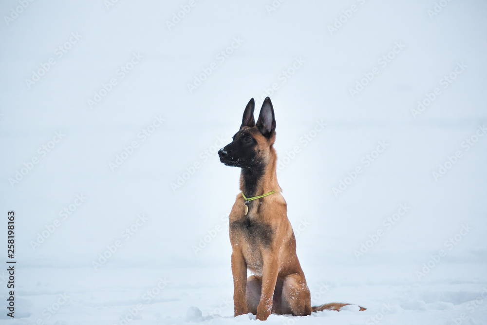 Belgian Shepherd Dog in winter. Snowing background. Winter forest Belgian Shepherd Dog in winter. Snowing background. Winter forest