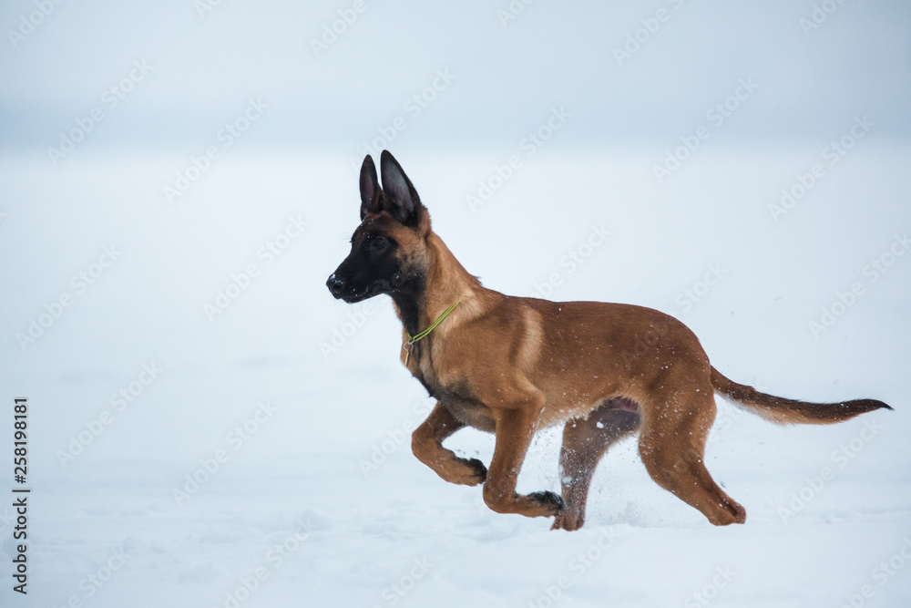 Belgian Shepherd Dog in winter. Snowing background. Winter forest Belgian Shepherd Dog in winter. Snowing background. Winter forest