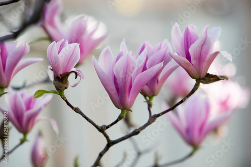 magnolia in piena fioritura 