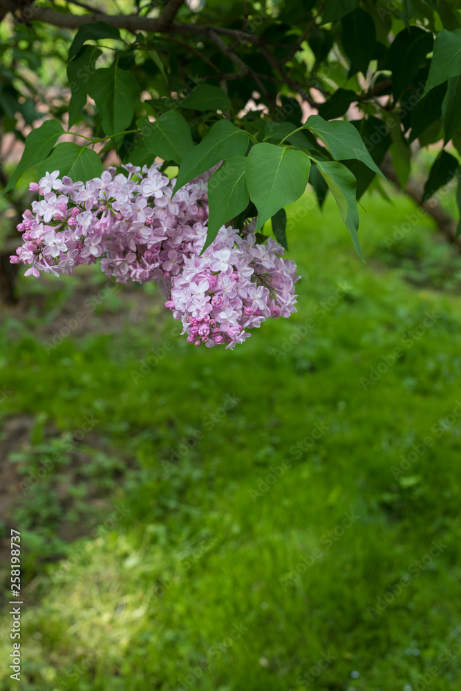 Spring branch of blossoming lilac, postcard concept Spring branch of blossoming lilac, postcard concept