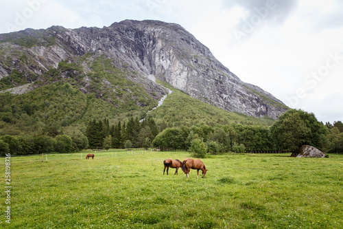Grazing horses by the mountains