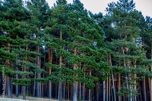 Bosque de robles meojos en Riaza, Segovia photo