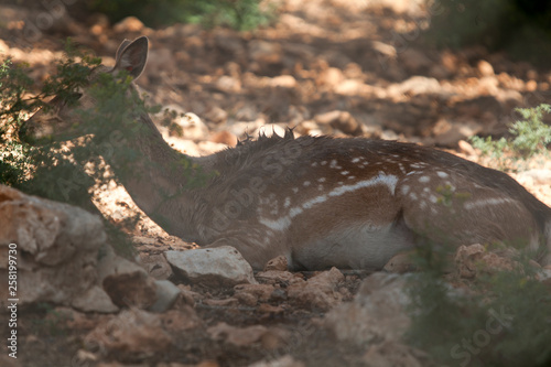 Deer in the Land of Israel © yeshaya