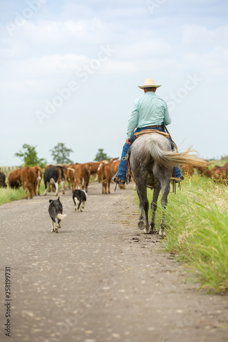 Moving cattle