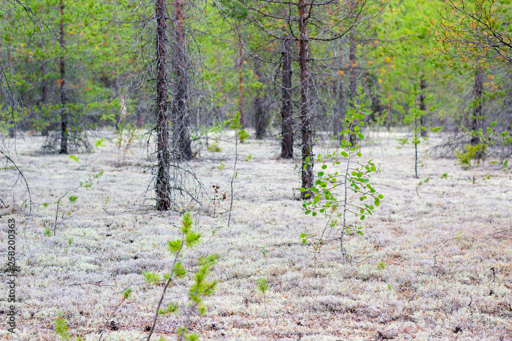A young birch in a forest with white moss A young birch in a forest with white moss