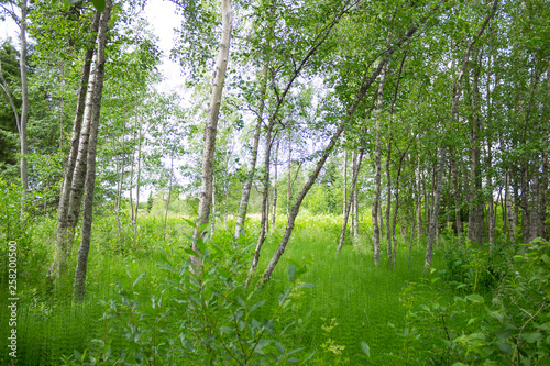 forest in sweden