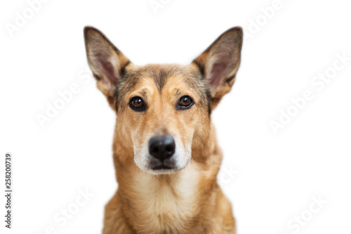 Red hair dog sitting, looking at the camera, isolated on white © Alexandr