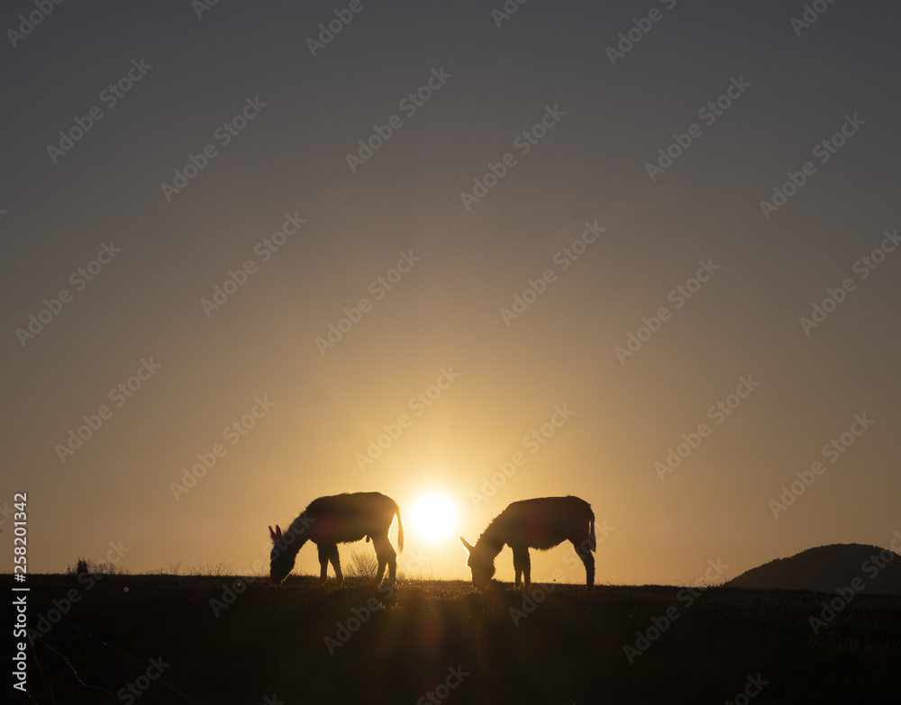 Fototapeta premium Donkeys grazing at sunset with the sun in the background. Euskadi, Spain