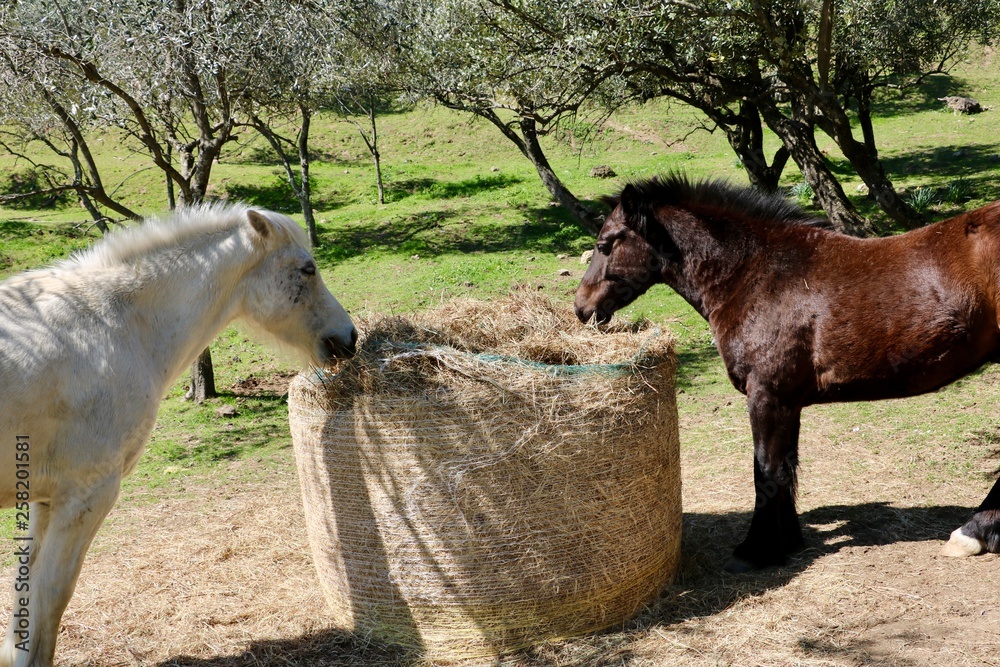 Obraz premium Tuscany moments 