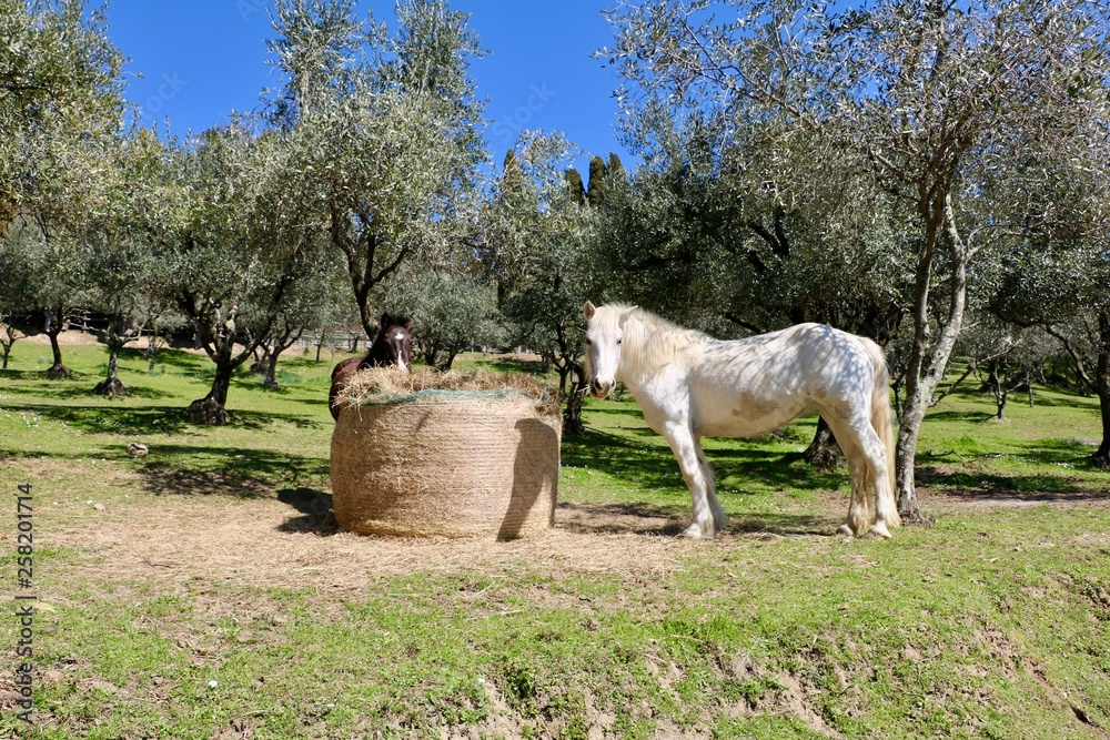 Tuscany moments 