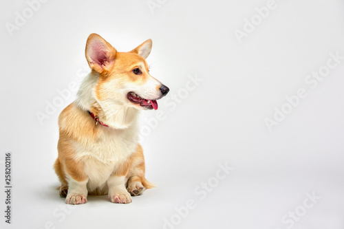 Funny corgi pembroke in studio in front of a white background